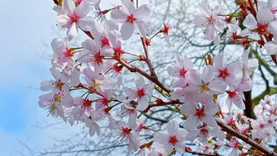 Enjoy blossoms to help you feel happy says charity