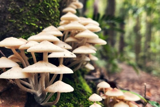 Do mushrooms have superpowers Here's what the science says